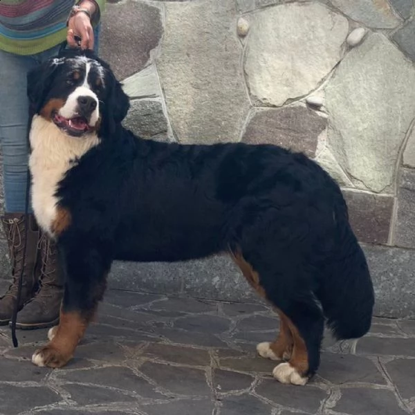 cuccioli di bovaro del bernese | Foto 2