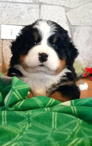 cuccioli di bovaro del bernese