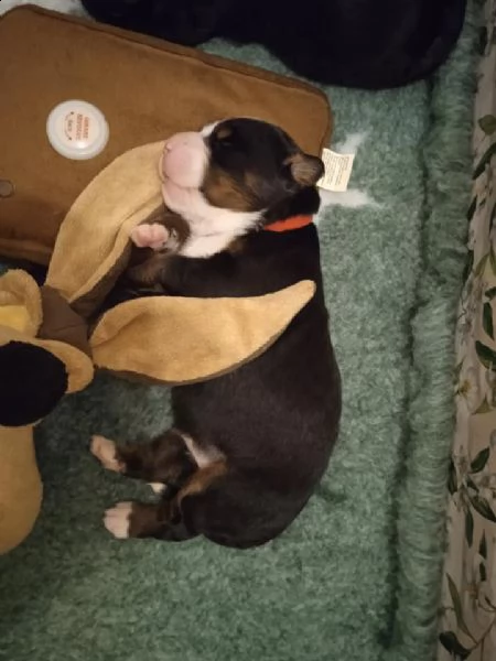 cuccioli di bovaro del bernese | Foto 1