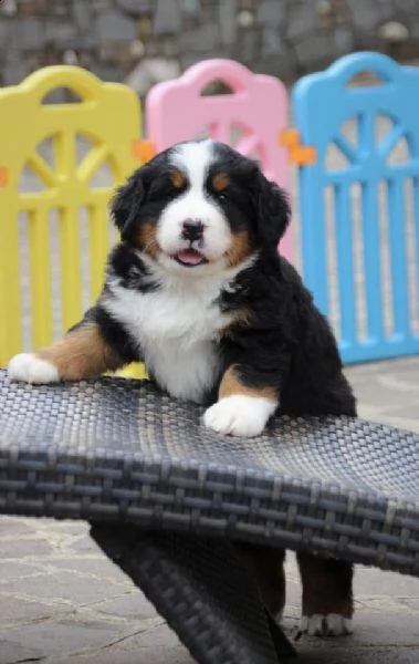 cuccioli di bovaro del bernese | Foto 0