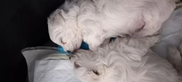 cucciolo maltese maschio | Foto 2