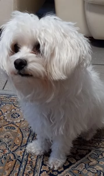 cucciolo maltese maschio | Foto 1
