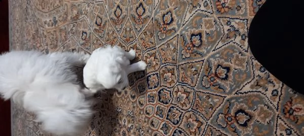 cucciolo maltese maschio | Foto 0