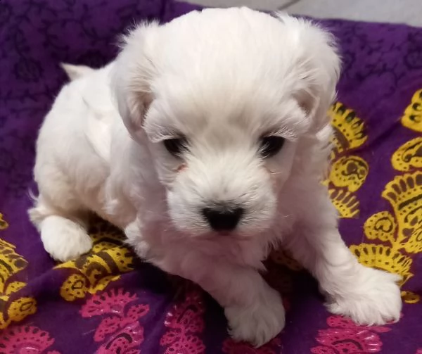 cucciolo maltese maschio