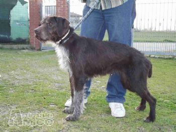 Cuccioli Labrador Regalo Torino Cerco Cucina Componibile In Regalo