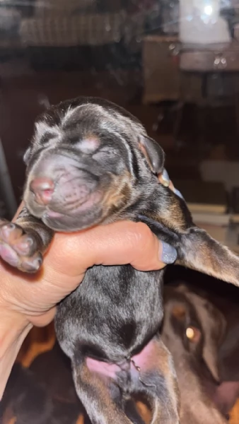 Dobermann  | Foto 2