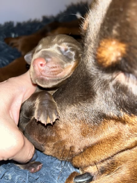 Dobermann  | Foto 1