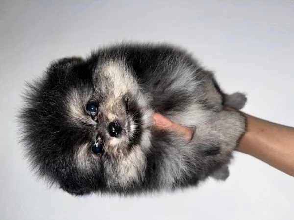 Pomerania  | Foto 5