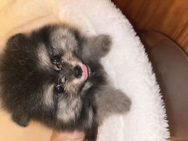 Pomerania  | Foto 3