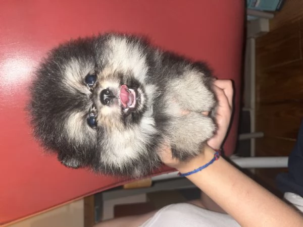 Pomerania  | Foto 2