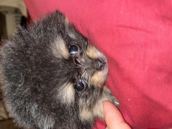 Pomerania  | Foto 1