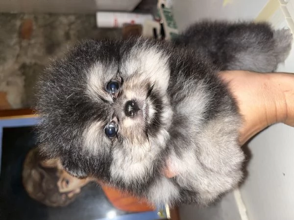 Pomerania  | Foto 0