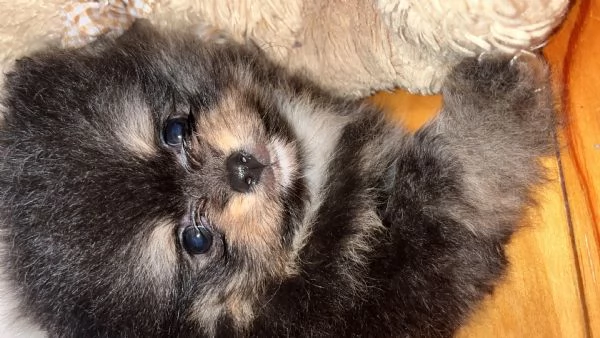 Pomerania 