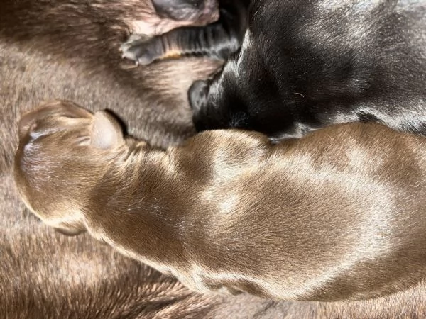 Dobermann  | Foto 3