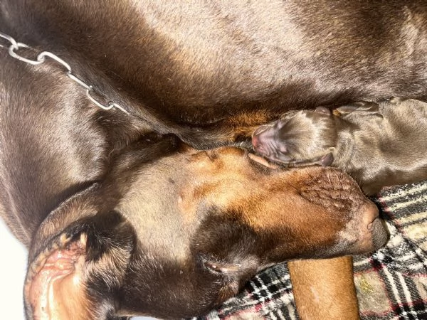 Dobermann 