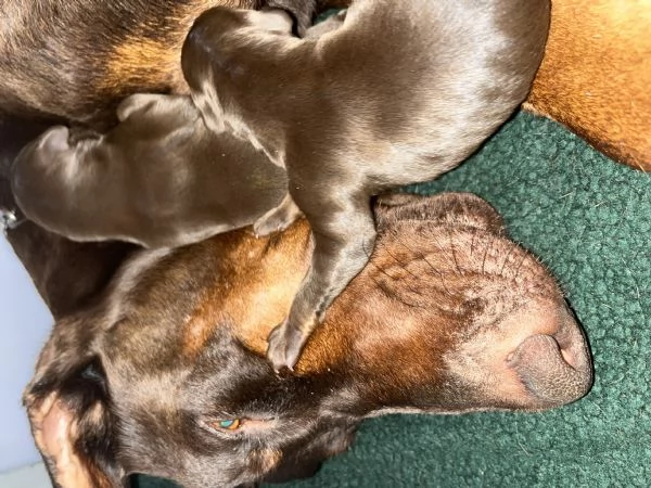 Dobermann  | Foto 2