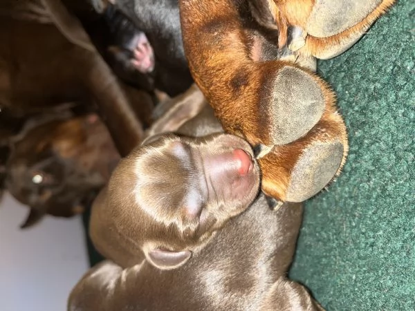 Dobermann  | Foto 0
