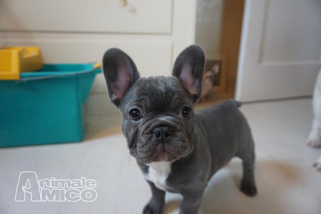 Vendita Cucciolo Bouledogue Da Privato A Milano Bouledogue Francese