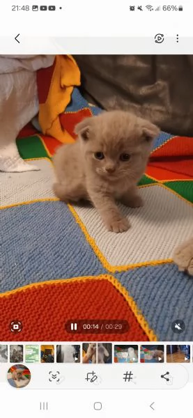 Scottish fold femmina 25 mesi  | Foto 1