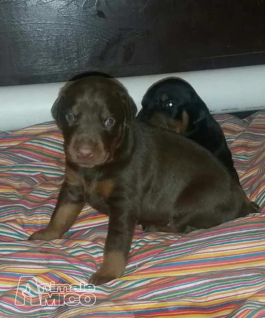 cuccioli doberman registrazione completa