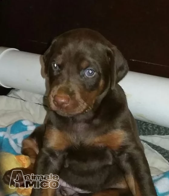 cuccioli doberman registrazione completa | Foto 0