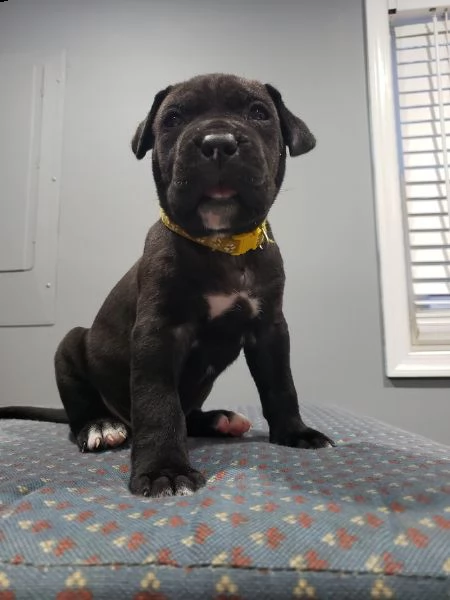 disponibili bellissimi cuccioli cane corso | Foto 2