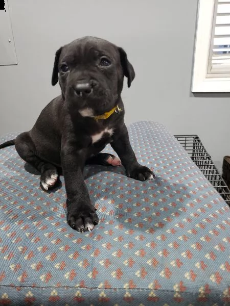 disponibili bellissimi cuccioli cane corso | Foto 1