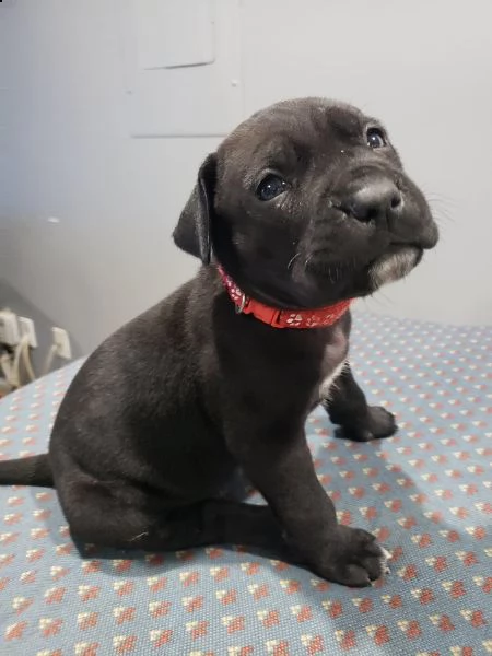 disponibili bellissimi cuccioli cane corso | Foto 0