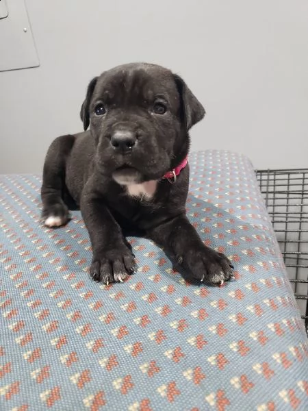 disponibili bellissimi cuccioli cane corso