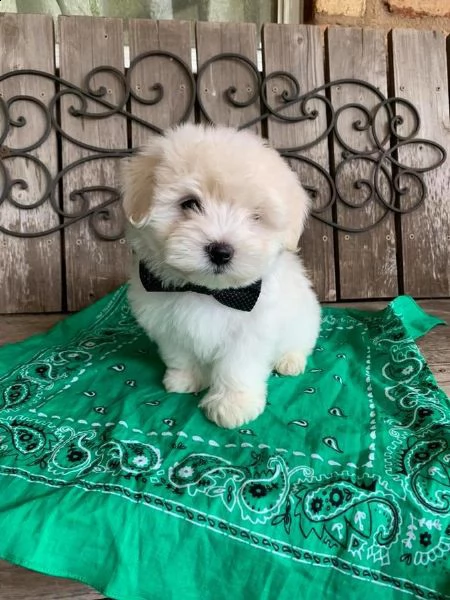 coton de tulear con ottimo pedigree