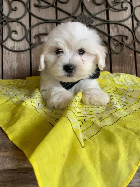 coton de tulear con ottimo pedigree | Foto 0