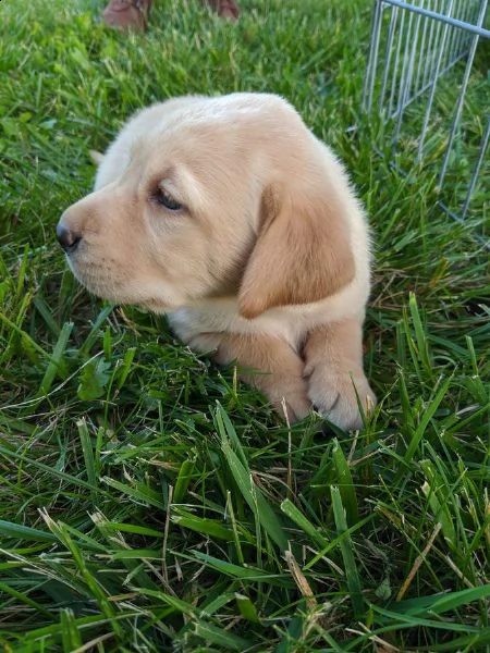 cuccioli labrador retriever | Foto 2