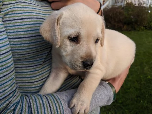 cuccioli labrador retriever | Foto 1