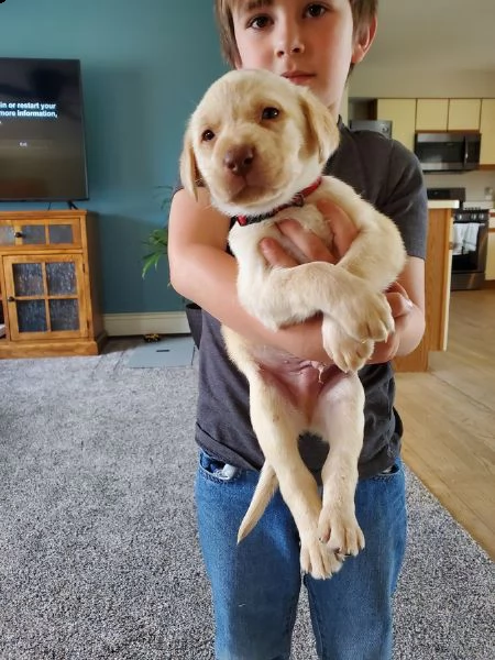 cuccioli di labrador