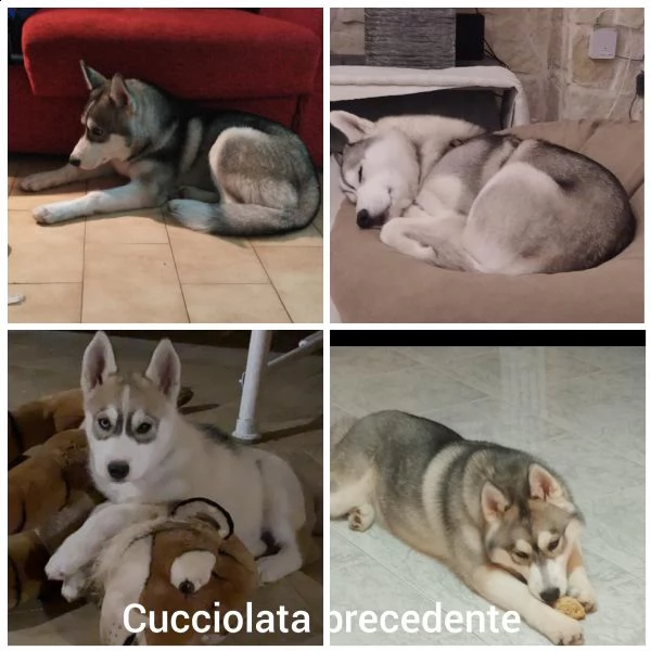 cuccioli siberian husky 