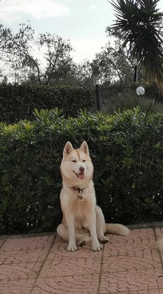 cuccioli siberian husky  | Foto 3