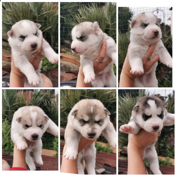 cuccioli siberian husky  | Foto 2