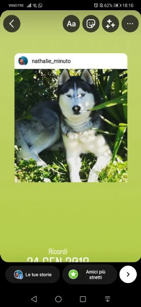 cuccioli siberian husky  | Foto 1