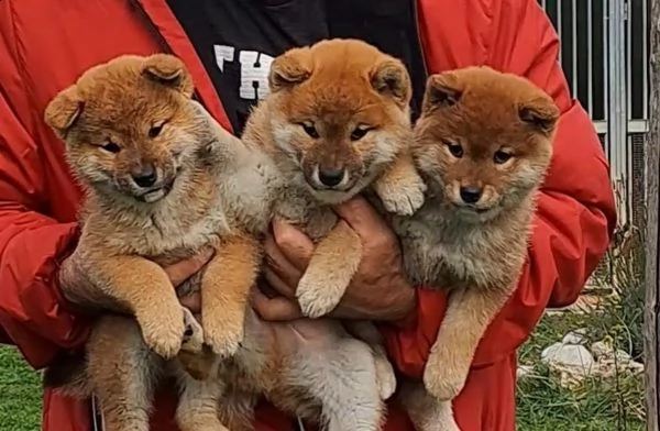 cuccioli shiba
