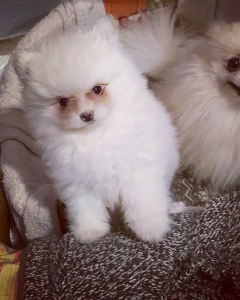 spitz pomerania nano  | Foto 2