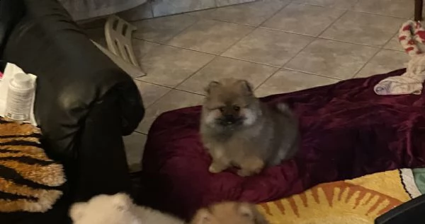 spitz pomerania nano  | Foto 1