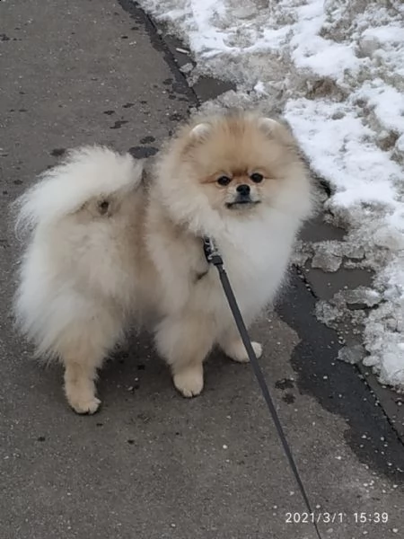 spitz pomerania nano  | Foto 0