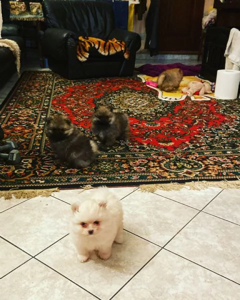 spitz pomerania nano 