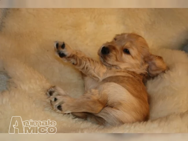 cuccioli cocker spaniel