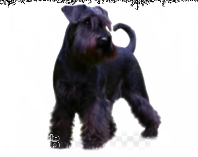 schnauzer medio maschio o femmina