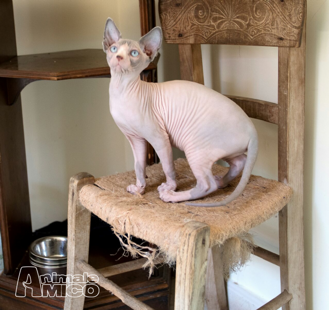 Vendita Cucciolo Sphynx Da Privato A Cosenza Cuccioli Di Sphynx 23