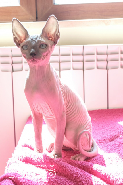 Vendita Cucciolo Sphynx Da Privato A Cosenza Cuccioli Di Sphynx 23