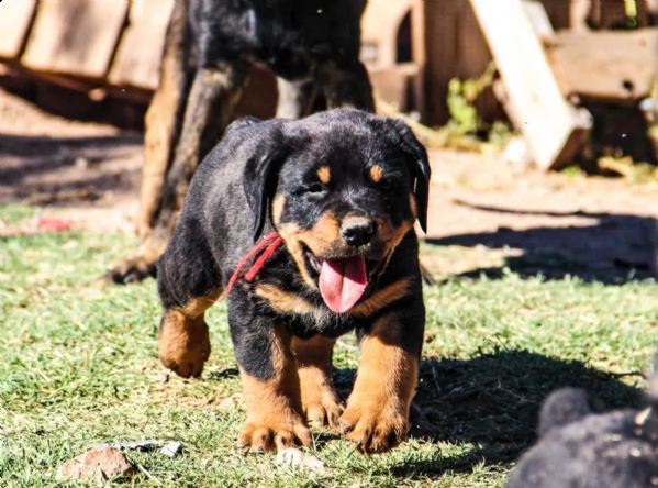  cuccioli di rottweiler selezionati alta genealogia