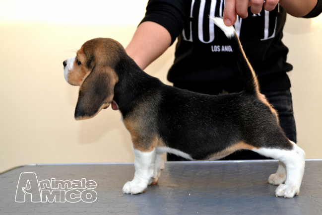 Vendita Cucciolo Beagle Da Privato A Salerno Cucciola Di Beagle 26