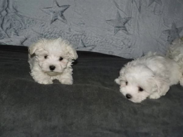 maltese toy subito pronto maschio